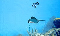 Goldfish