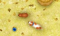 Pop Top Pups