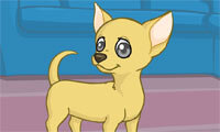Radosny Chihuahua
