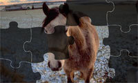 Puzzelen met paarden