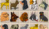 Pet Games