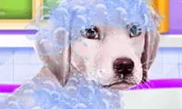 Labrador at the Doctor Salon