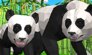 Игры о пандах