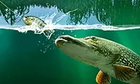 Fishing Simulator